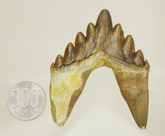 新生代の一時期、食物連鎖の頂点にあったバシロサウルスの下顎の奥歯の化石(Basilosaurus)(その16)