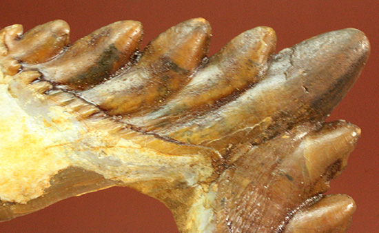 新生代の一時期、食物連鎖の頂点にあったバシロサウルスの下顎の奥歯の化石(Basilosaurus)(その2)