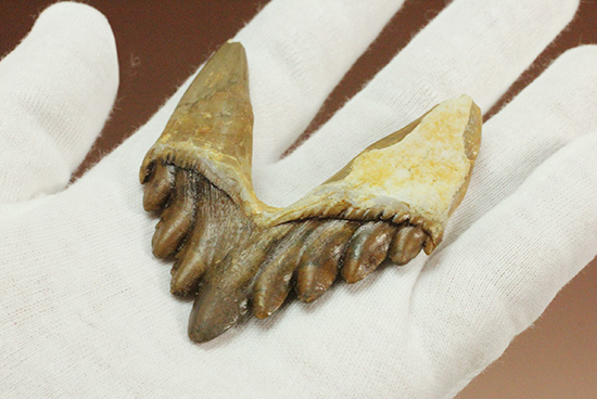 新生代の一時期、食物連鎖の頂点にあったバシロサウルスの下顎の奥歯の化石(Basilosaurus)(その4)