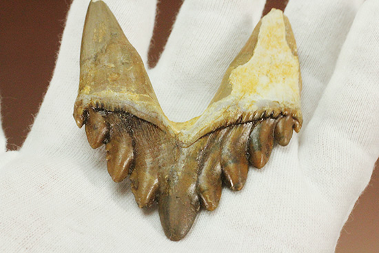 新生代の一時期、食物連鎖の頂点にあったバシロサウルスの下顎の奥歯の化石(Basilosaurus)(その6)