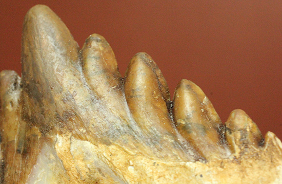 新生代の一時期、食物連鎖の頂点にあったバシロサウルスの下顎の奥歯の化石(Basilosaurus)(その7)