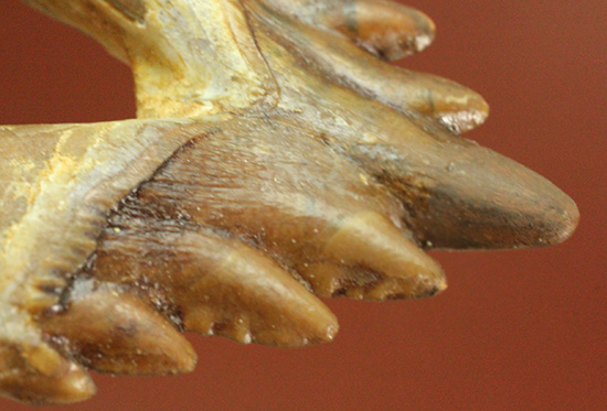 新生代の一時期、食物連鎖の頂点にあったバシロサウルスの下顎の奥歯の化石(Basilosaurus)(その8)
