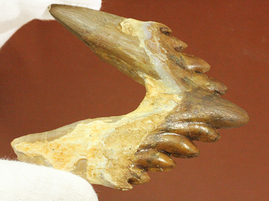 新生代の一時期、食物連鎖の頂点にあったバシロサウルスの下顎の奥歯の化石(Basilosaurus)(その9)