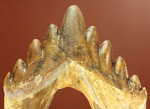 新生代の一時期、食物連鎖の頂点にあったバシロサウルスの下顎の奥歯の化石（Basilosaurus）