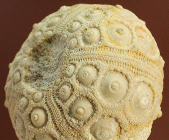 白亜紀の海に生息していたウニ（ドロシダリス・タウゼンシス）の化石。驚くべき外殻の保存状態（その1）
