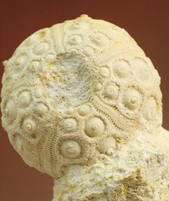 白亜紀の海に生息していたウニ（ドロシダリス・タウゼンシス）の化石。驚くべき外殻の保存状態（その10）
