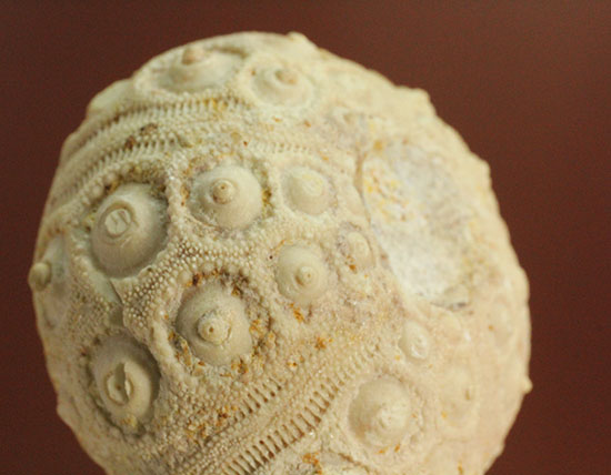 白亜紀の海に生息していたウニ（ドロシダリス・タウゼンシス）の化石。驚くべき外殻の保存状態（その13）