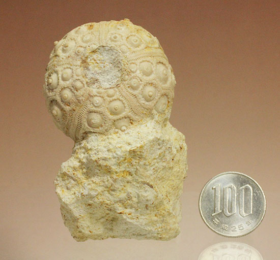 白亜紀の海に生息していたウニ（ドロシダリス・タウゼンシス）の化石。驚くべき外殻の保存状態（その16）