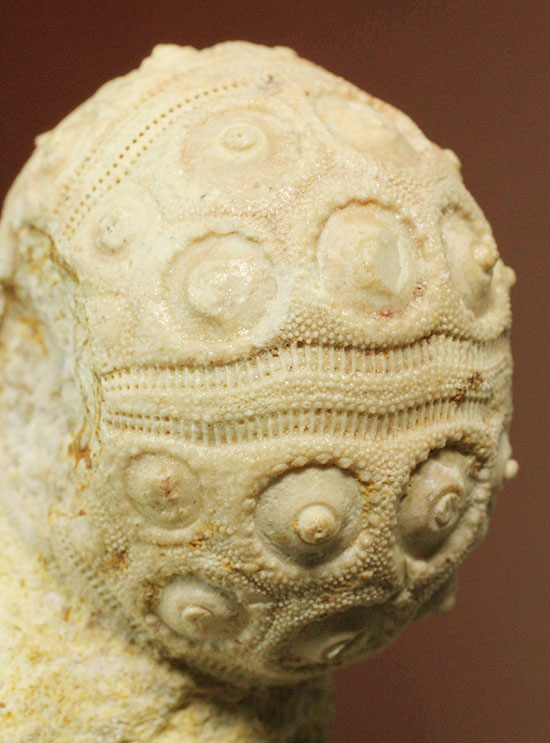 白亜紀の海に生息していたウニ（ドロシダリス・タウゼンシス）の化石。驚くべき外殻の保存状態（その3）