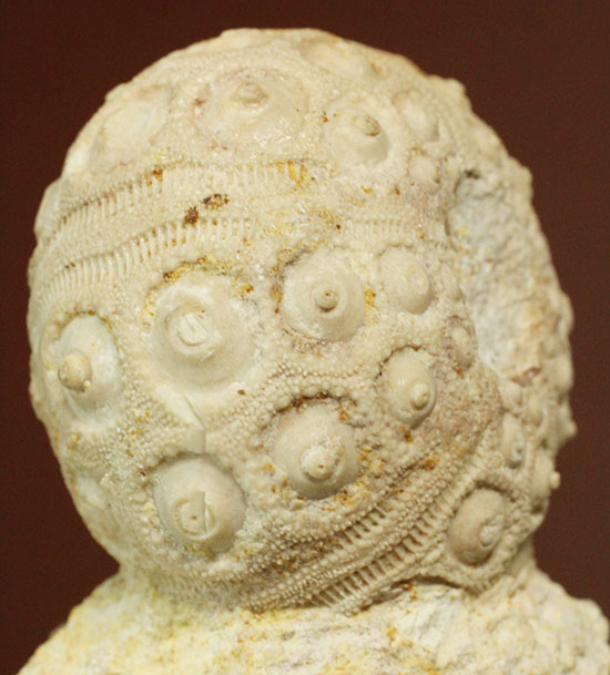 白亜紀の海に生息していたウニ（ドロシダリス・タウゼンシス）の化石。驚くべき外殻の保存状態（その4）