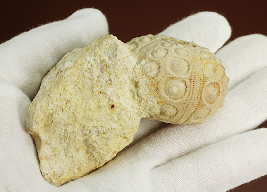 白亜紀の海に生息していたウニ（ドロシダリス・タウゼンシス）の化石。驚くべき外殻の保存状態（その6）