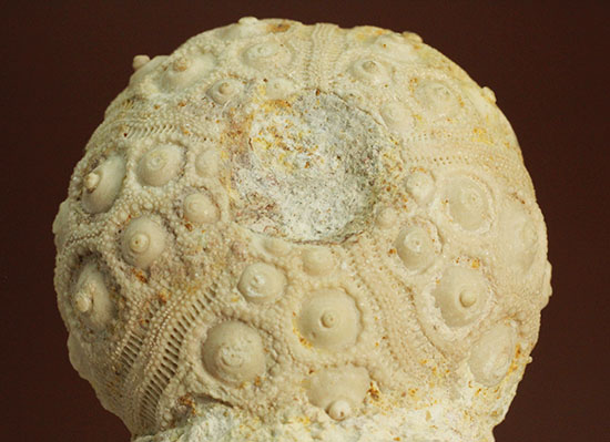 白亜紀の海に生息していたウニ（ドロシダリス・タウゼンシス）の化石。驚くべき外殻の保存状態（その8）