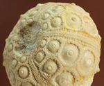 白亜紀の海に生息していたウニ（ドロシダリス・タウゼンシス）の化石。驚くべき外殻の保存状態
