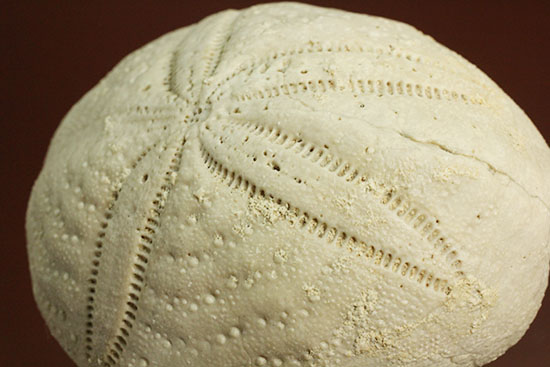 新生代の海に生息したウニ（ユーパダガス・アンティララム）の化石。美しい五角形。（その1）
