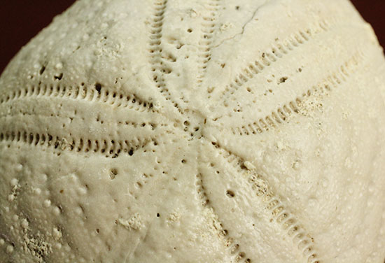 新生代の海に生息したウニ（ユーパダガス・アンティララム）の化石。美しい五角形。（その2）