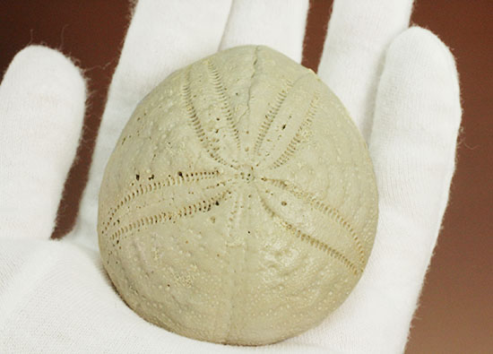 新生代の海に生息したウニ（ユーパダガス・アンティララム）の化石。美しい五角形。（その6）