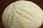 新生代の海に生息したウニ（ユーパダガス・アンティララム）の化石。美しい五角形。
