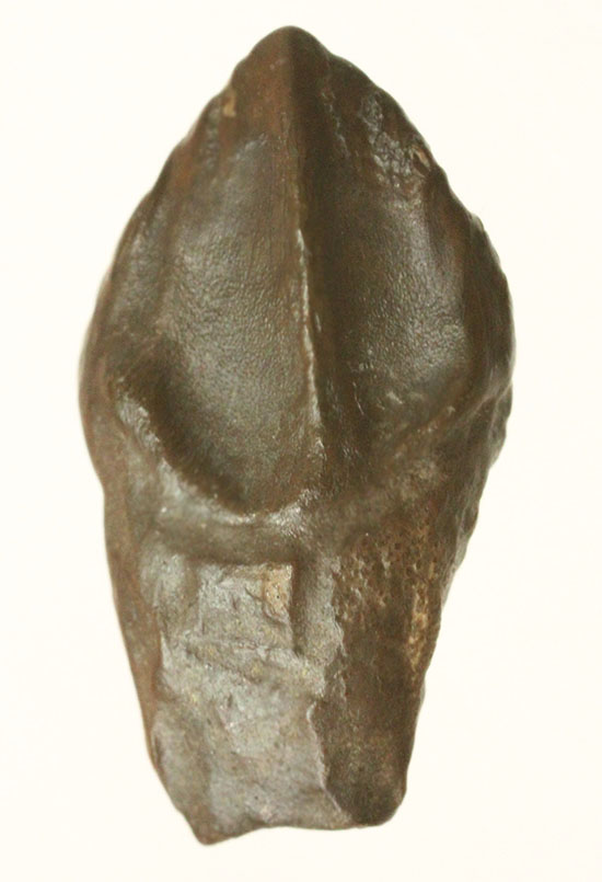 先端が欠けていない、かつ希少なダブルルートを持つトリケラトプスの歯化石(Triceratops horridus)(その11)