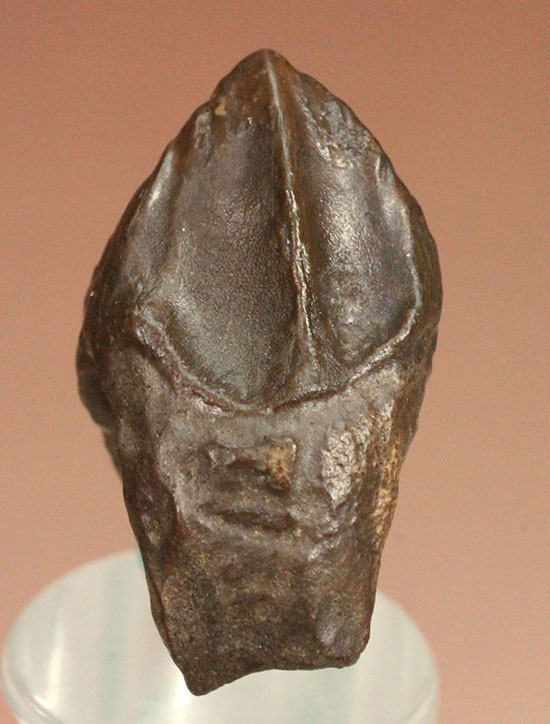 先端が欠けていない、かつ希少なダブルルートを持つトリケラトプスの歯化石(Triceratops horridus)(その2)