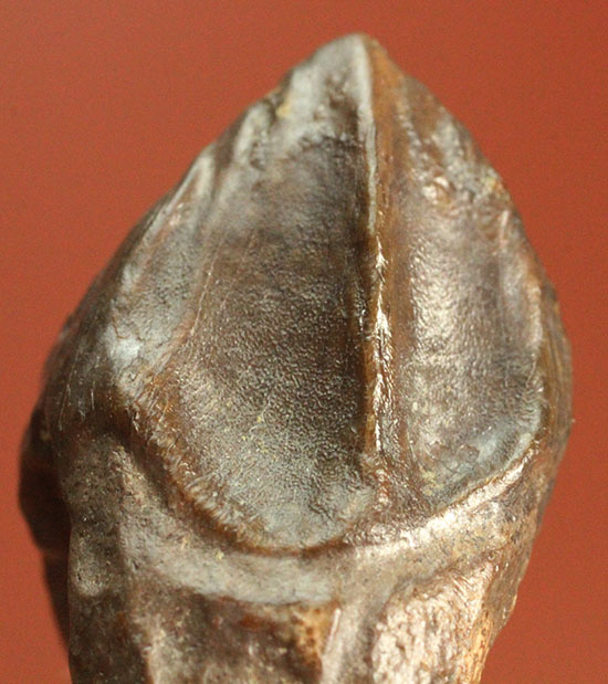 先端が欠けていない、かつ希少なダブルルートを持つトリケラトプスの歯化石(Triceratops horridus)(その3)