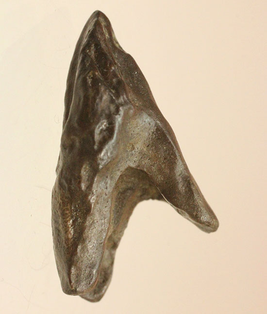 先端が欠けていない、かつ希少なダブルルートを持つトリケラトプスの歯化石(Triceratops horridus)(その4)