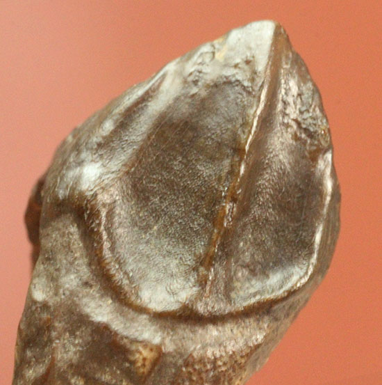 先端が欠けていない、かつ希少なダブルルートを持つトリケラトプスの歯化石(Triceratops horridus)(その5)