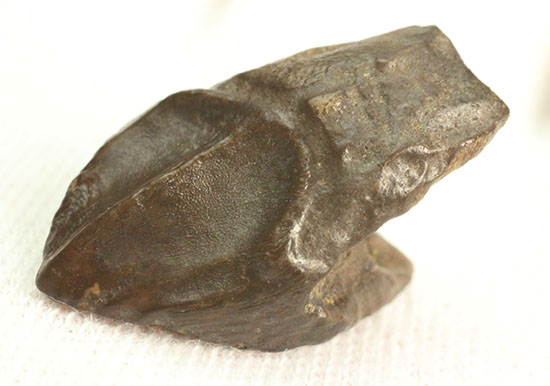 先端が欠けていない、かつ希少なダブルルートを持つトリケラトプスの歯化石(Triceratops horridus)(その8)