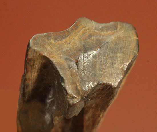 頑丈で幅広!最期の角竜こと、巨大恐竜トリケラトプスの歯化石(Triceratops horridus)(その2)