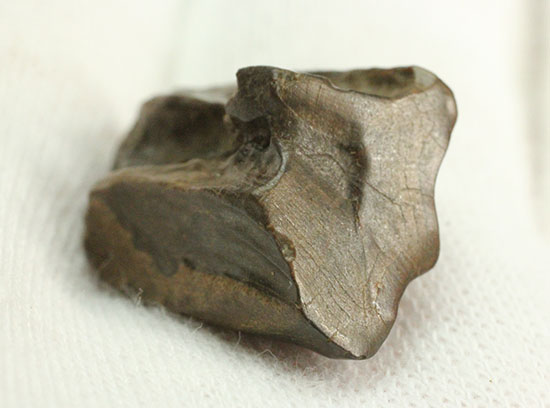 頑丈で幅広!最期の角竜こと、巨大恐竜トリケラトプスの歯化石(Triceratops horridus)(その8)