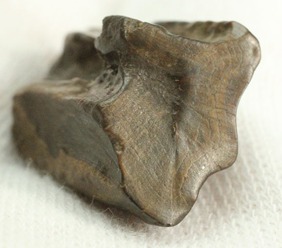 頑丈で幅広!最期の角竜こと、巨大恐竜トリケラトプスの歯化石(Triceratops horridus)(その9)