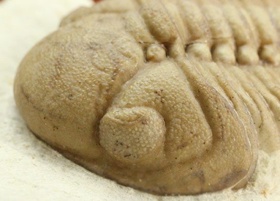 あのボブキャロル自身が手がけた、三葉虫リードップス。比類なきクリーニング技術をご堪能ください。オクラホマ州、ブラックキャットマウンテン産(その14)