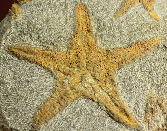 リストアのない貴重なクモヒトデのマルチプレート化石。見事な星形！（その1）