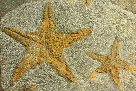 リストアのない貴重なクモヒトデのマルチプレート化石。見事な星形！（その10）