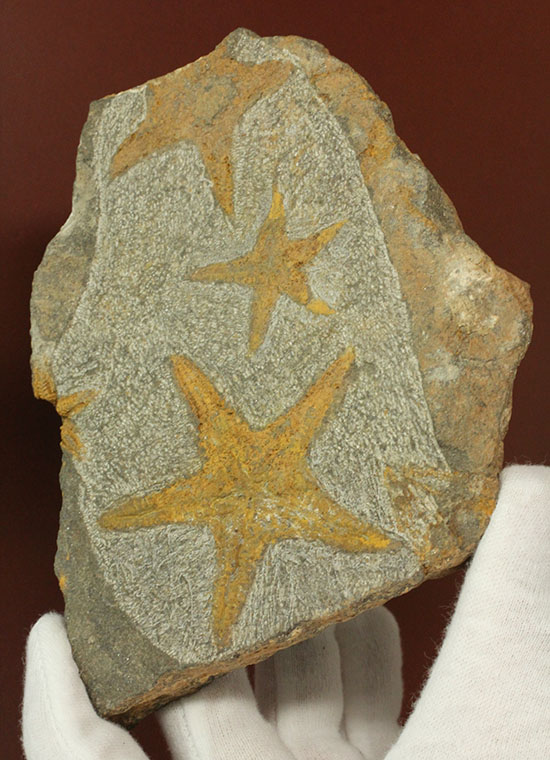 リストアのない貴重なクモヒトデのマルチプレート化石。見事な星形！（その11）