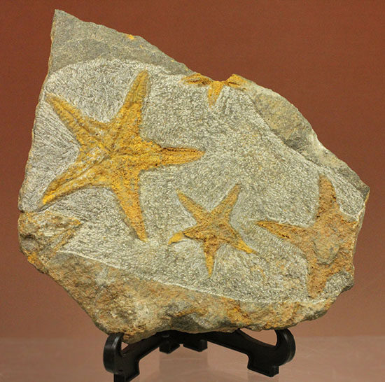 リストアのない貴重なクモヒトデのマルチプレート化石。見事な星形！（その12）