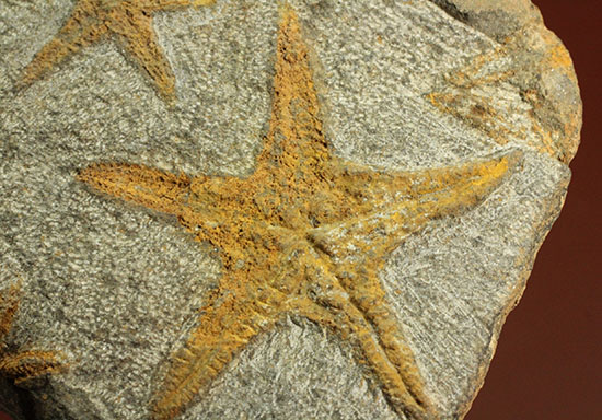 リストアのない貴重なクモヒトデのマルチプレート化石。見事な星形！（その13）