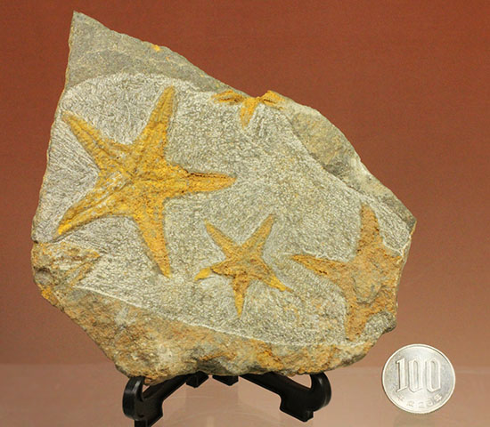 リストアのない貴重なクモヒトデのマルチプレート化石。見事な星形！（その14）