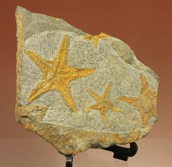 リストアのない貴重なクモヒトデのマルチプレート化石。見事な星形！（その2）