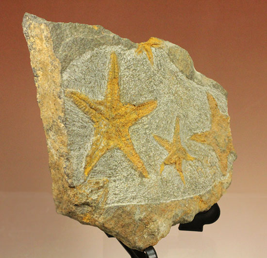 リストアのない貴重なクモヒトデのマルチプレート化石。見事な星形！（その3）