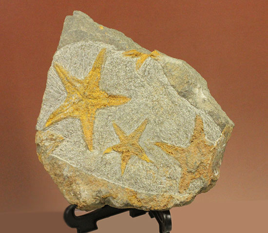 リストアのない貴重なクモヒトデのマルチプレート化石。見事な星形！（その5）