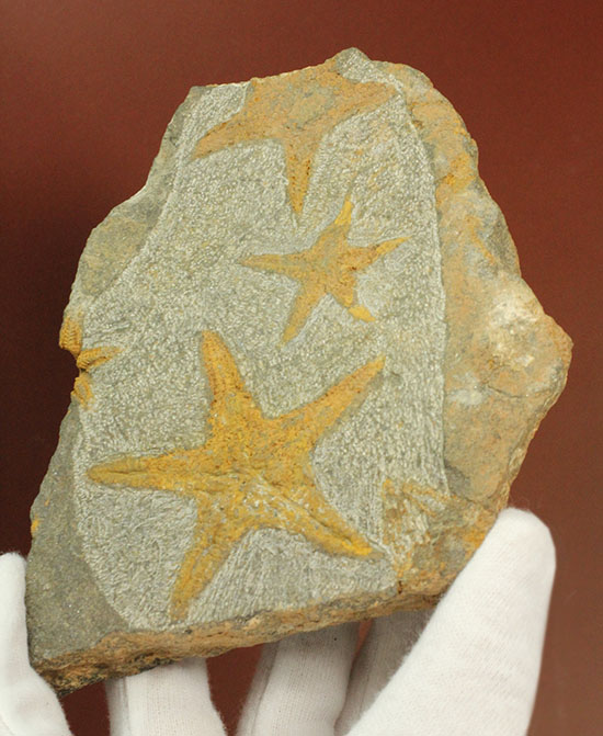 リストアのない貴重なクモヒトデのマルチプレート化石。見事な星形！（その6）