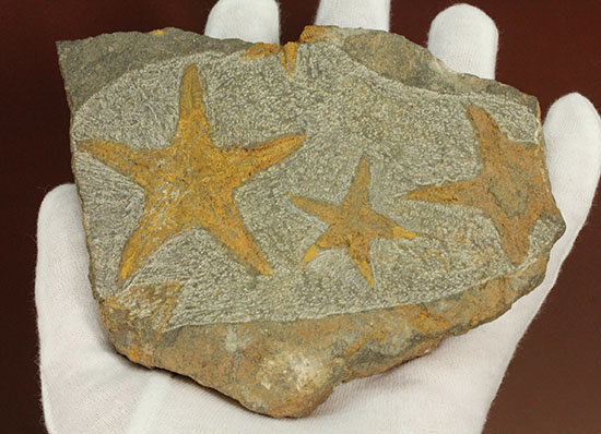リストアのない貴重なクモヒトデのマルチプレート化石。見事な星形！（その7）