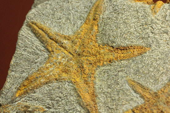 リストアのない貴重なクモヒトデのマルチプレート化石。見事な星形！（その8）