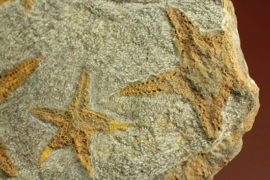 リストアのない貴重なクモヒトデのマルチプレート化石。見事な星形！（その9）