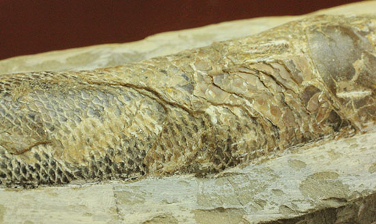 ウロコびっしり＆立体的！1億1000万年前のブラジル産魚化石、ラコレピス（その10）