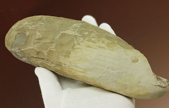 ウロコびっしり＆立体的！1億1000万年前のブラジル産魚化石、ラコレピス（その12）
