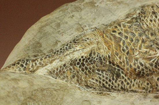 ウロコびっしり＆立体的！1億1000万年前のブラジル産魚化石、ラコレピス（その5）