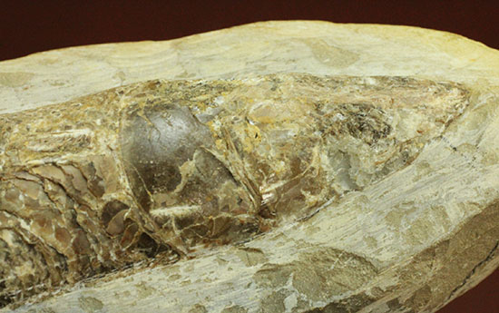 ウロコびっしり＆立体的！1億1000万年前のブラジル産魚化石、ラコレピス（その8）