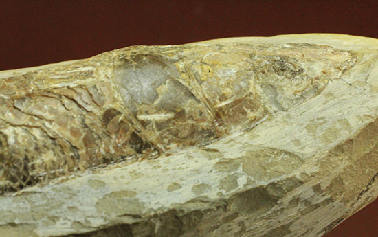 ウロコびっしり＆立体的！1億1000万年前のブラジル産魚化石、ラコレピス（その9）
