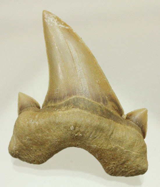 サイド歯が完全に保存!絶滅ザメ、5400万年前のオトダス良質歯化石(Otodus)(その1)